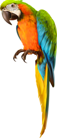 games-parrot