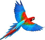 pg-parrot