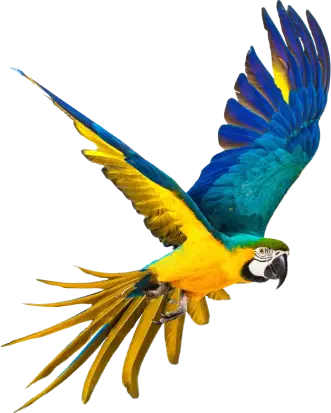 yellow-parrot